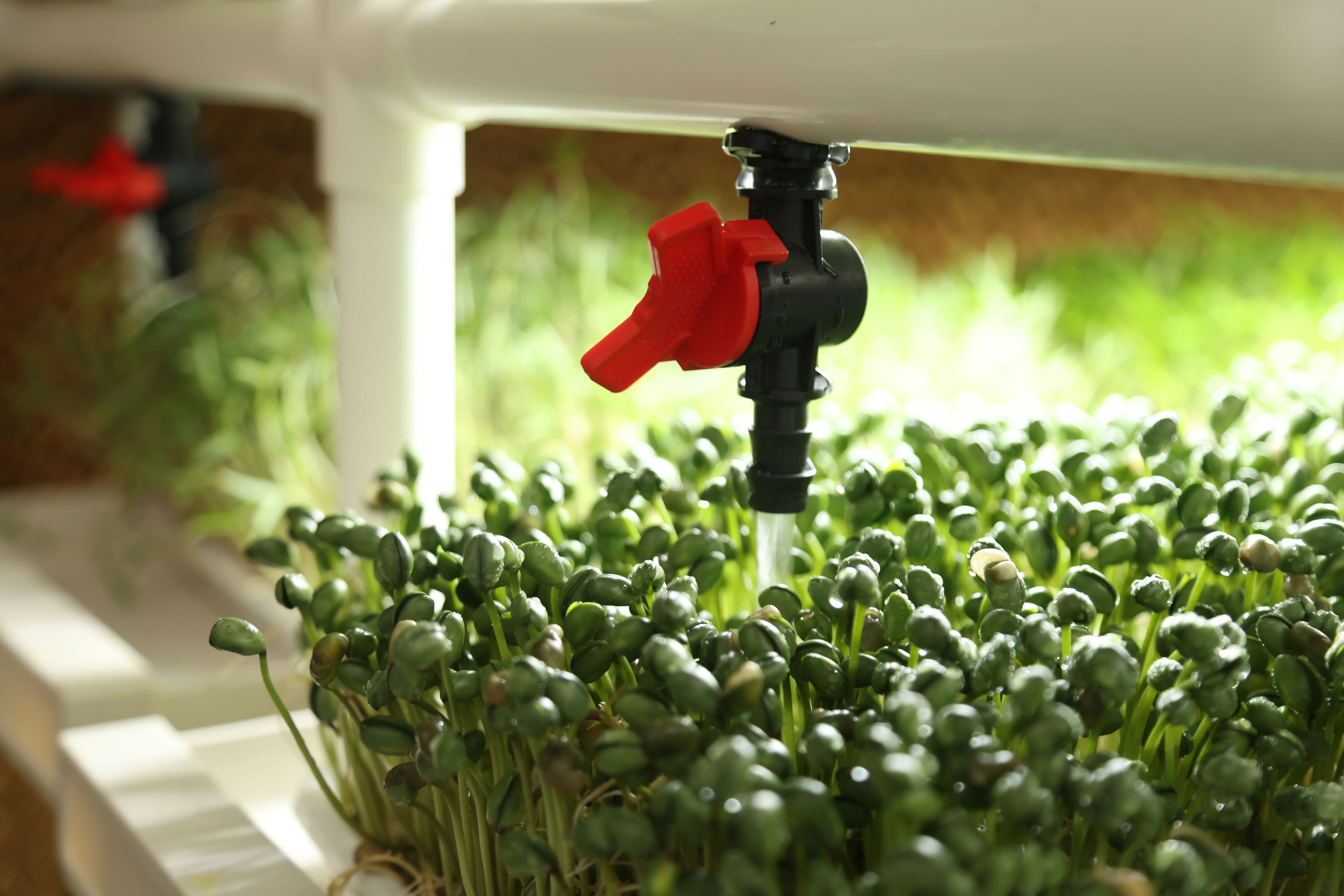 Automatic watering system of seed micro-green hydroponics system