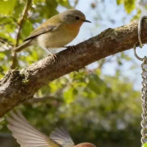 Accessoire d'hygiène buccale pour oiseaux : Jouet à mâcher en pierre volcanique naturelle avec clochettes, pierre de calcium pour le bec des perroquets et calopsittes