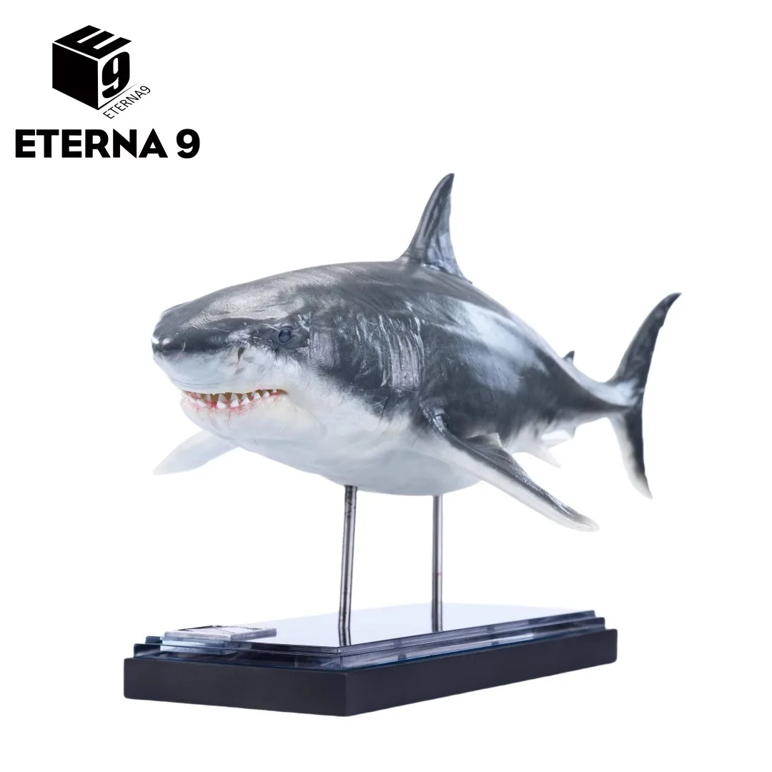 Large Tooth Ark Fig…