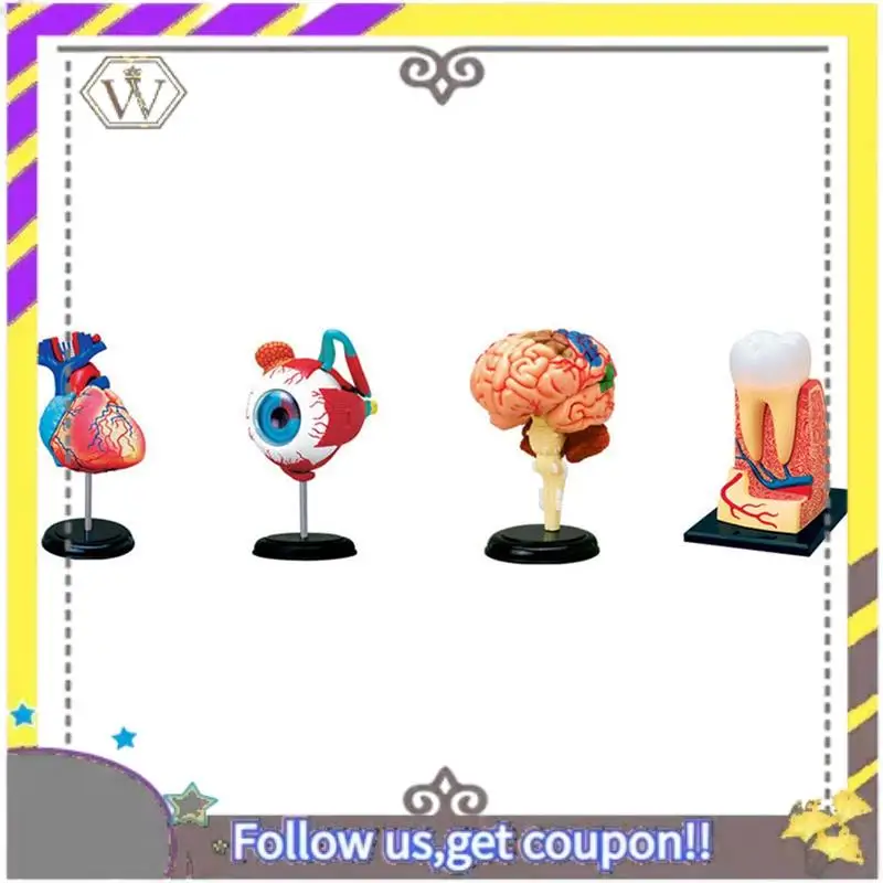 جديد - نموذج جسم الإنسان الجذري، أجزاء قابلة للإزالة، نموذج الأعضاء التعليمية لطلاب فئة الدراسة #6