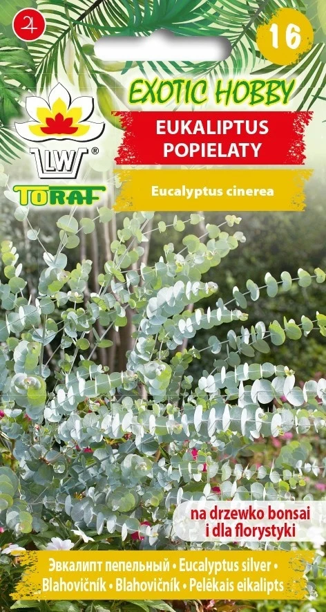 EXOTIC Eucalyptus SIEFITS 10 Pieces Seeds REVIVES KOMARY