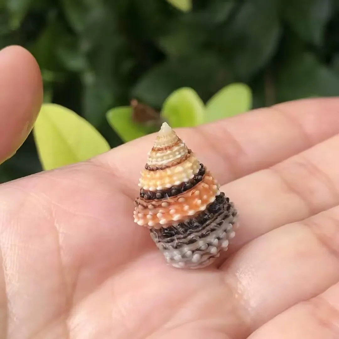 

Natural Conch Shell Jinta Corn Snail Fish Tank Landscaping Adzuki Bean Crab Replacement Shell Collection Specimen Snail