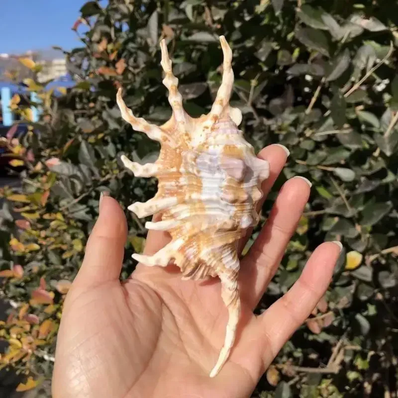 Scorpion Snail Natural Conch Shell Heptagonal Snail Spider Snail Fish Tank Decoration Home Wedding Platform Window Decoration