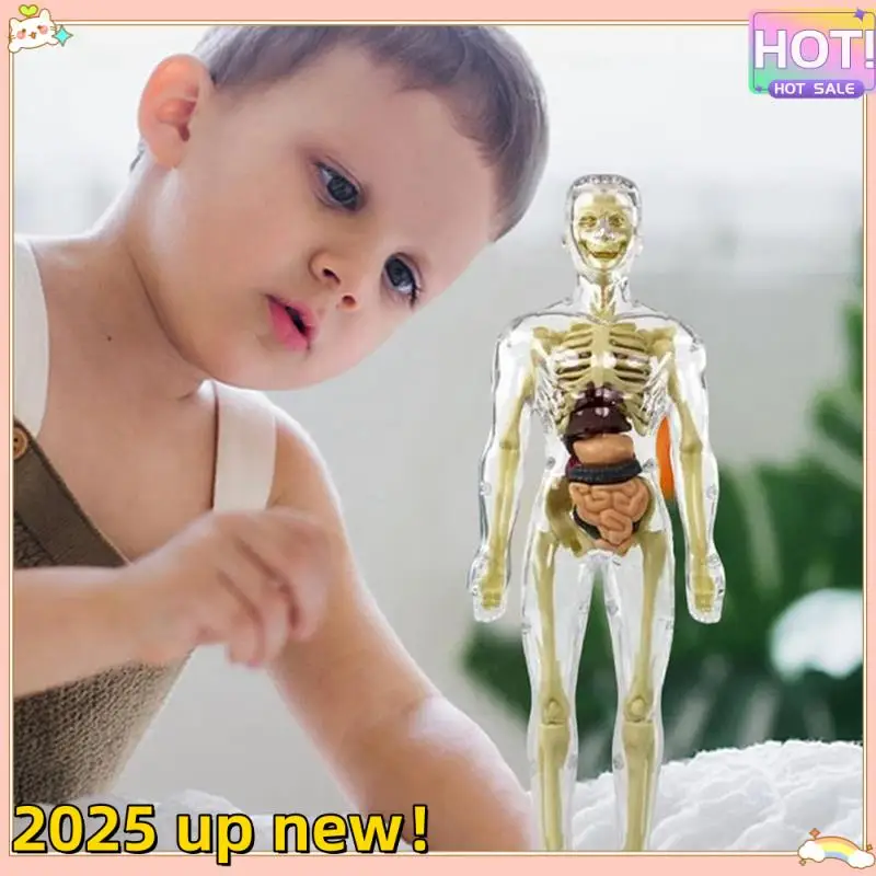 3D Human Body Torso Model Anatomy Model Skeleton Human Body Model Removable Parts