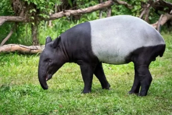 

Цифровой сервопривод Metal Steel Gear 75KG, бесщеточный, водонепроницаемый, для радиоуправляемых машин, краулеров 1/8, 1/10, SCX10, TRX4, грузовиков, роботов, запчасти для тюнинга