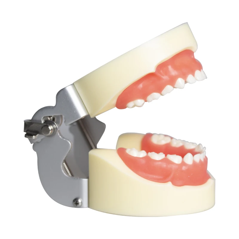 نموذج أسنان نفضية للأطفال، نموذج ممارسة التدريس عن طريق الفم، نموذج لأسنان الفم، فم كامل 24 وضع تحضير أسنان الطفل القابل للإزالة