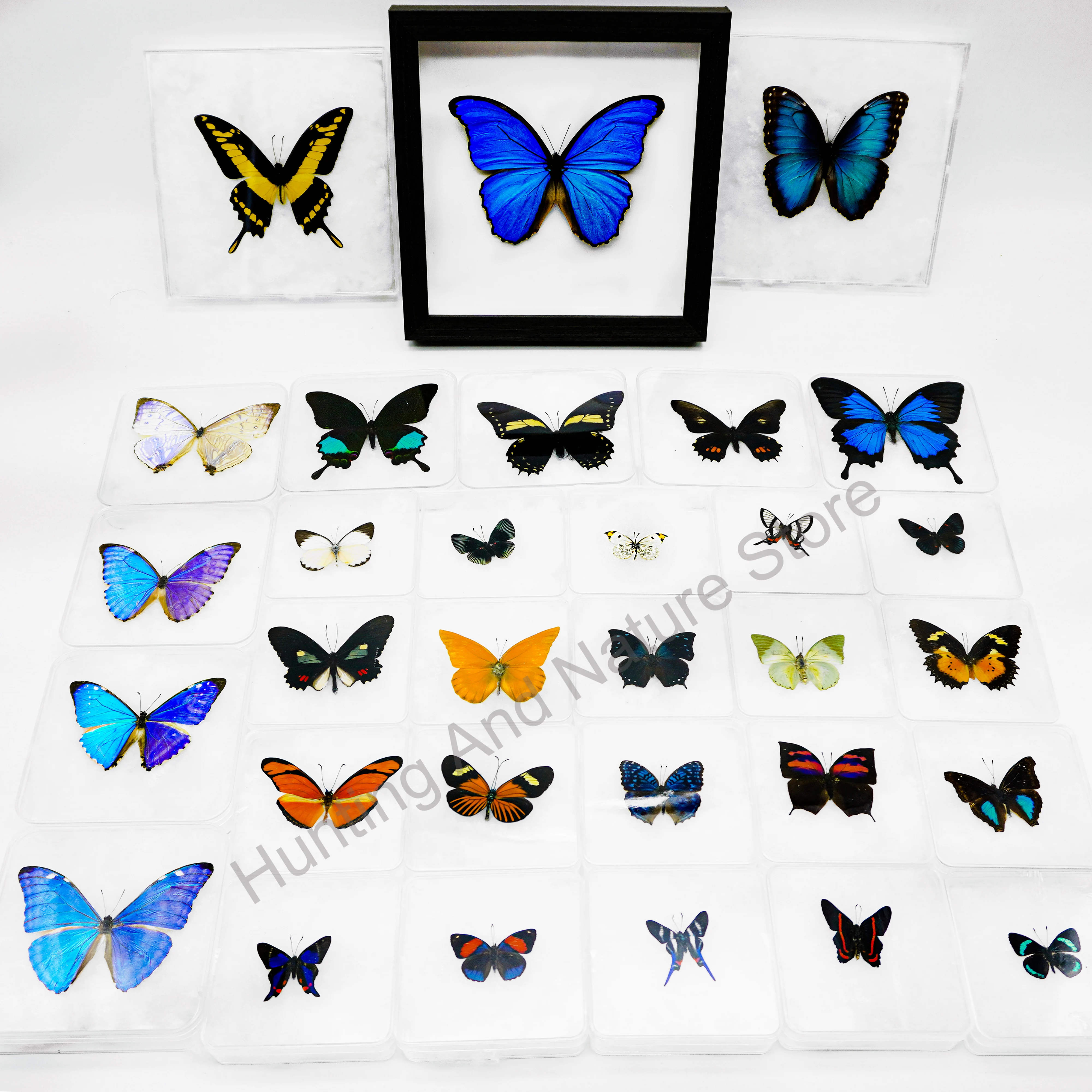 Cadre photo en boîte transparente pour la décoration de la maison, beaux spécimens de papillon parfaits, présentoir à collectionner, cadeau réel