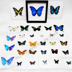 Especímenes de mariposa Real para decoración del hogar, hermoso marco de fotos transparente, extraíble, coleccionable, regalo