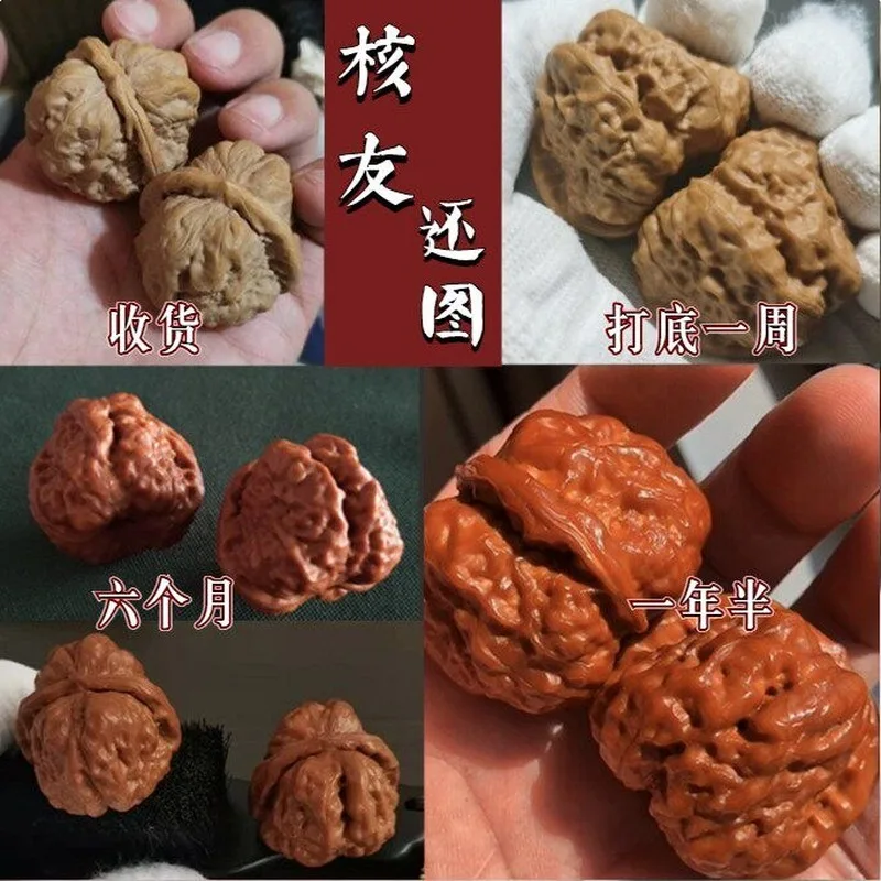 Antique Old Tree Yanqing Golden Toad Head for Collecting and Playing with