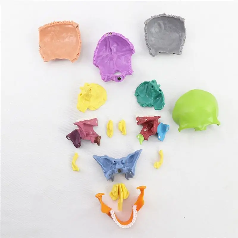 A72P Medical-Skull Human Body Model Education Skull Model 1:2 for Student Teaching Study Assembling Model,Multicolor