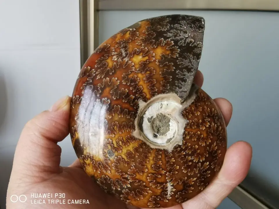 

4.02” Ancient Ammonite Genuine Crystalline Beauty Madagascar