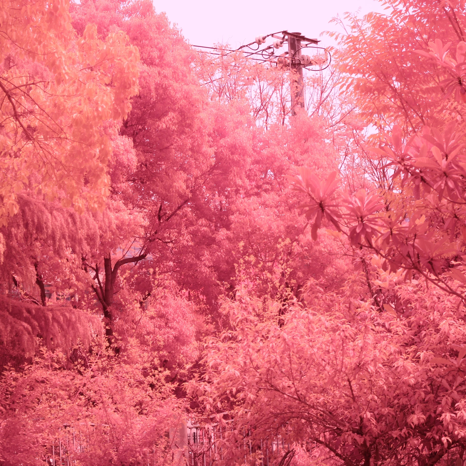 Restore The Full Spectrum Camera To Normal Infrared Green Leaves Mounted On The Lens Optical Blue IR Cut Filter Optical Glass