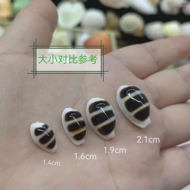 Natural Black Striped Conch Shell Specimen Collection Aquarium Landscape Fish Tank Bottom Beach Nautical Home Decor