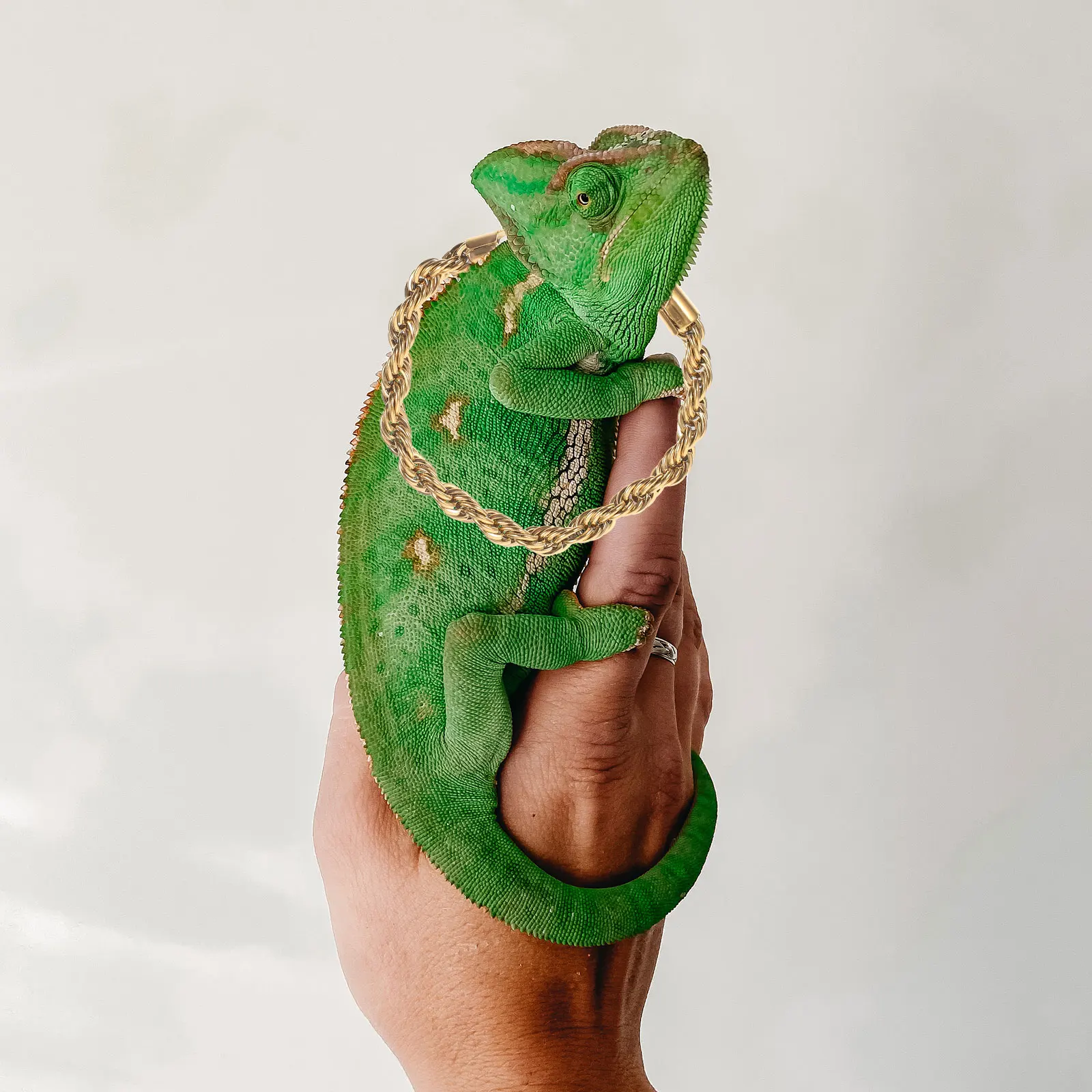 

1 Set Reptile Crowns Hat For Crawl Pets Small Pet Necklace Decoration Lizard Costume Bearded Dragon Accessories Festival Photo