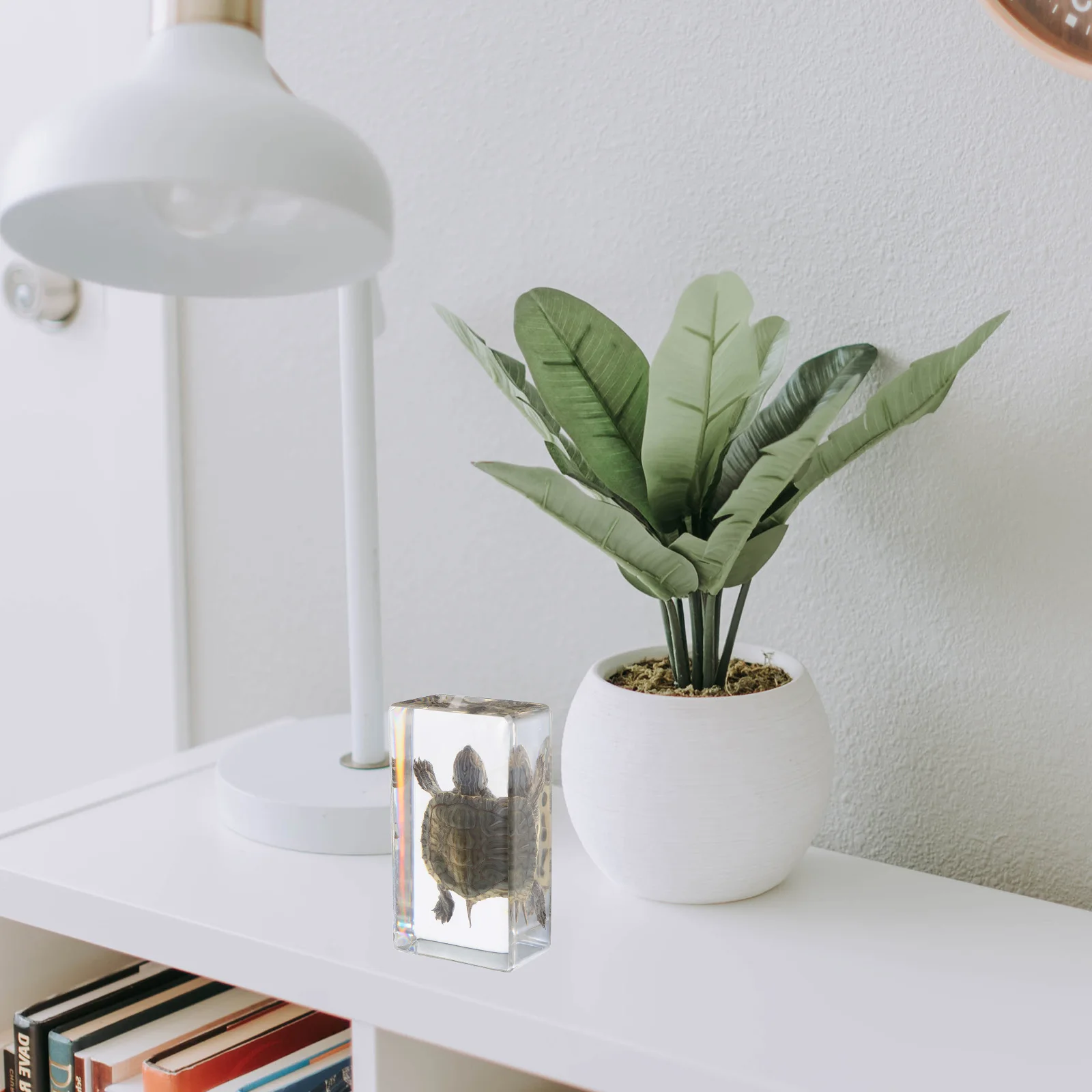 

Realistic Turtle Specimen Lifelike Decorative Educational Scientific Specimen for Home Classroom Turtle Statues for Garden Resin