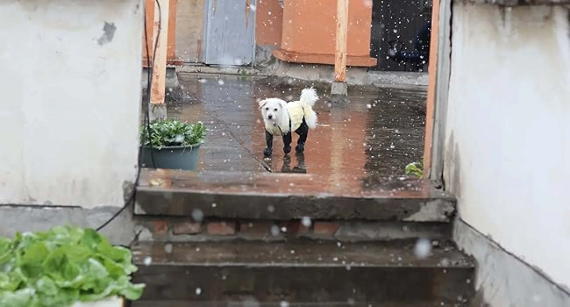 Rutschfeste Hundeschuhe Haustier-Pfoten-Hunderegenschuhe Schmutzabweisende Sturzschutz-Hundeschuhe für Draußen mit Riemen Winter Wasserdichte Hundestiefel – Detail 6