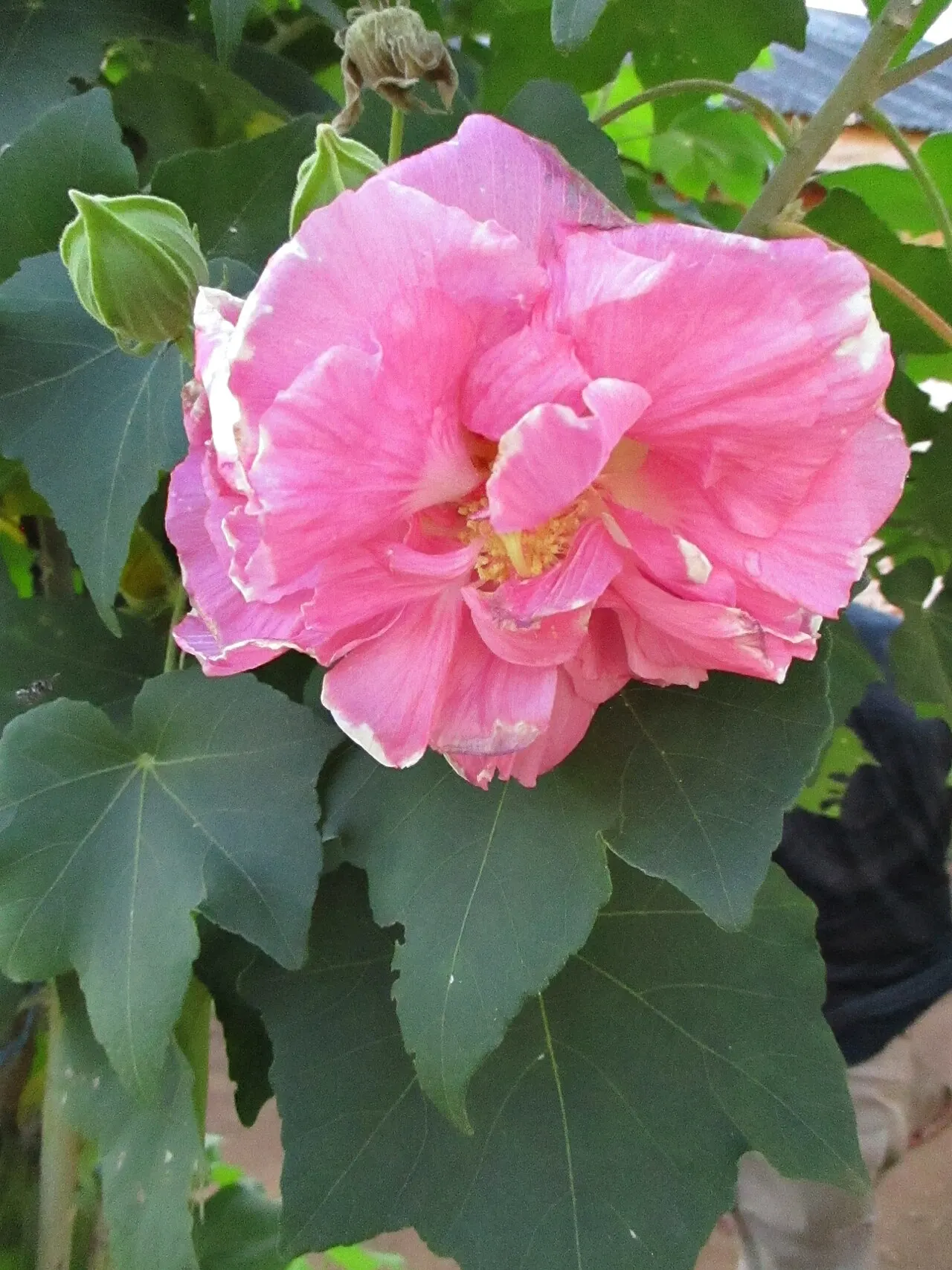 128 Uds. Semillas de Malva Real Rosa Claro, Flor de Torre para el Fondo del Jardín para Jardín, Patio y Bordes Altos