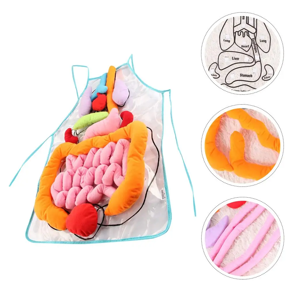 1 conjunto de avental educacional para gans humanos, ferramenta de ensino para crianças, modelo de anatomia corporal, material de poliéster, blocos técnicos de construção