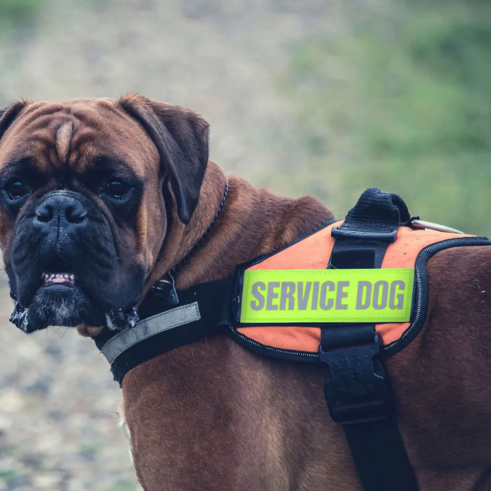 

6pcs Harness Reflective Harness Supplies Patches Removable Night Decor Service Puppy Accessories Durable Nylon
