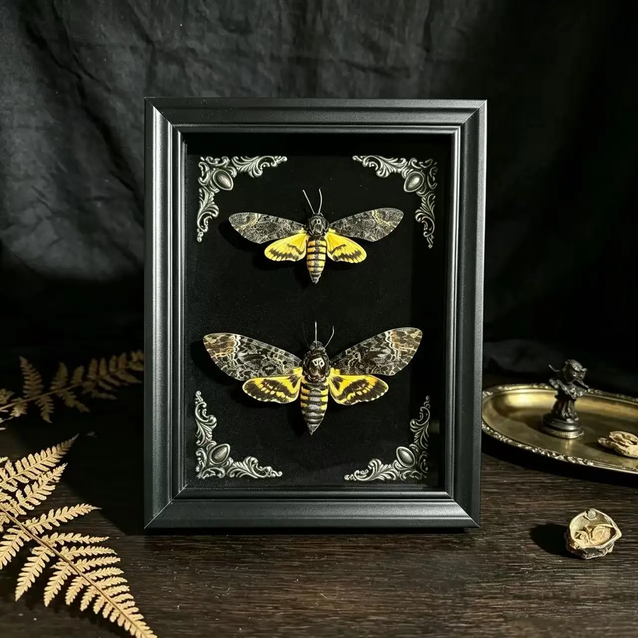 Handmade framed ghost face moth specimen Gothic style wall decoration Dark college style hunting and collecting ornaments