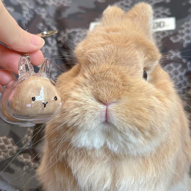 

Clear Rabbit Pet Hair Memorial Keychain Compacts Keepsakes Storage Box Pendant With Tweezers For Pet Owners Gift