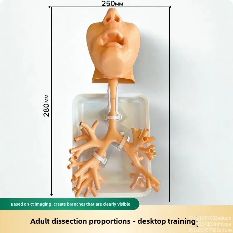 Bronchoscopy Training Model  Bronchoscopy Practice Model Fiberoptic  Fiberoptic Bronchoscopy