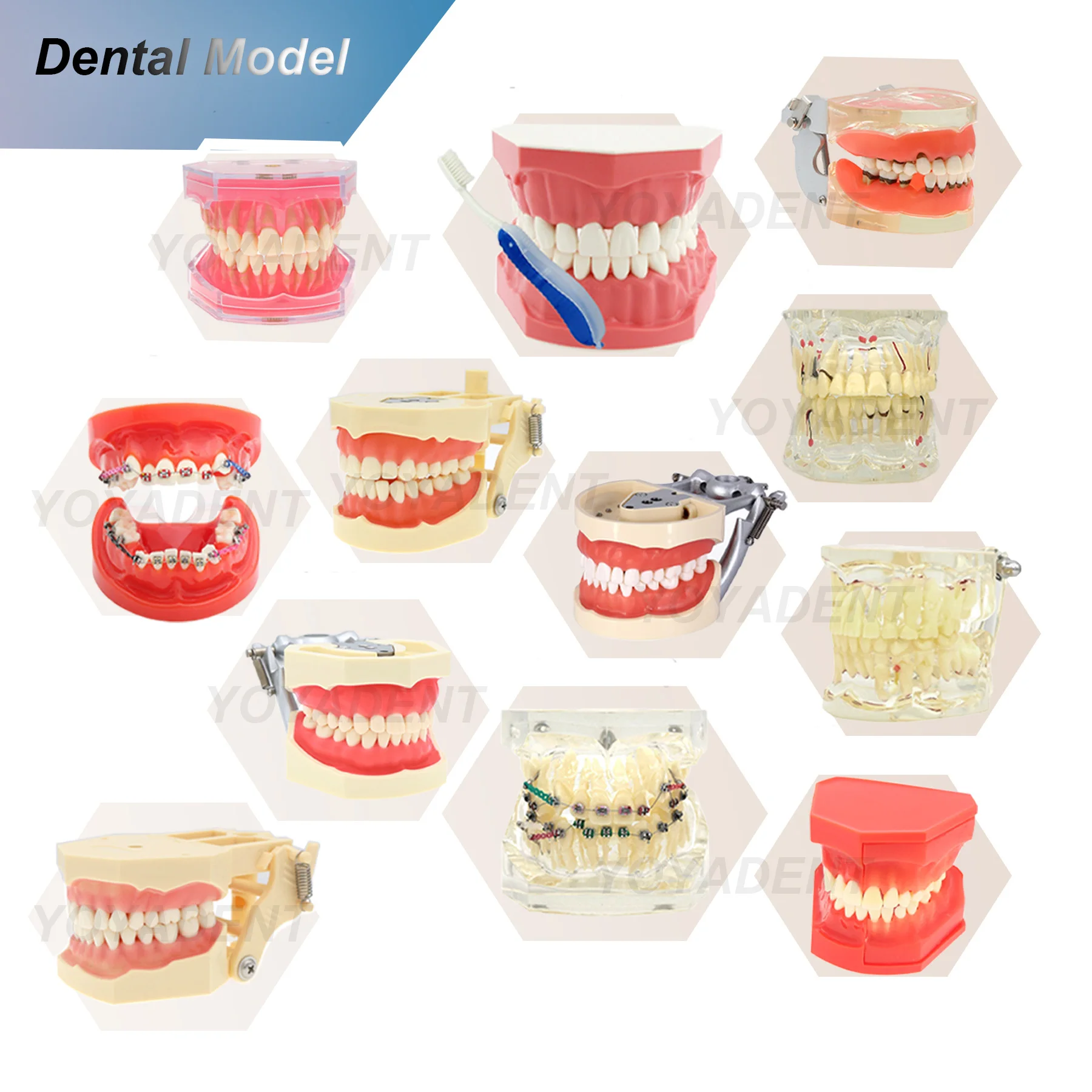 

Multiple Types Teeth Model Orthodontic/Pathological/Periodontal/Standard/Practice Models For Dentist Studying And Researching