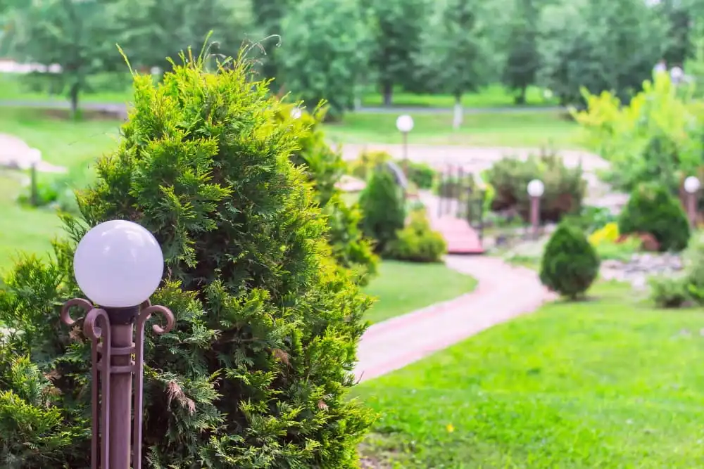 أرض الصنوبر مع الأسمدة PSB 50 لتر