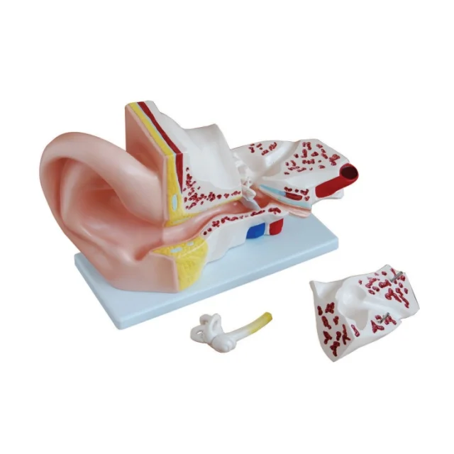 Medical Education Human Anatomy Giant Ear Model 3D Human Ear Model 5 Times Enlarge Model