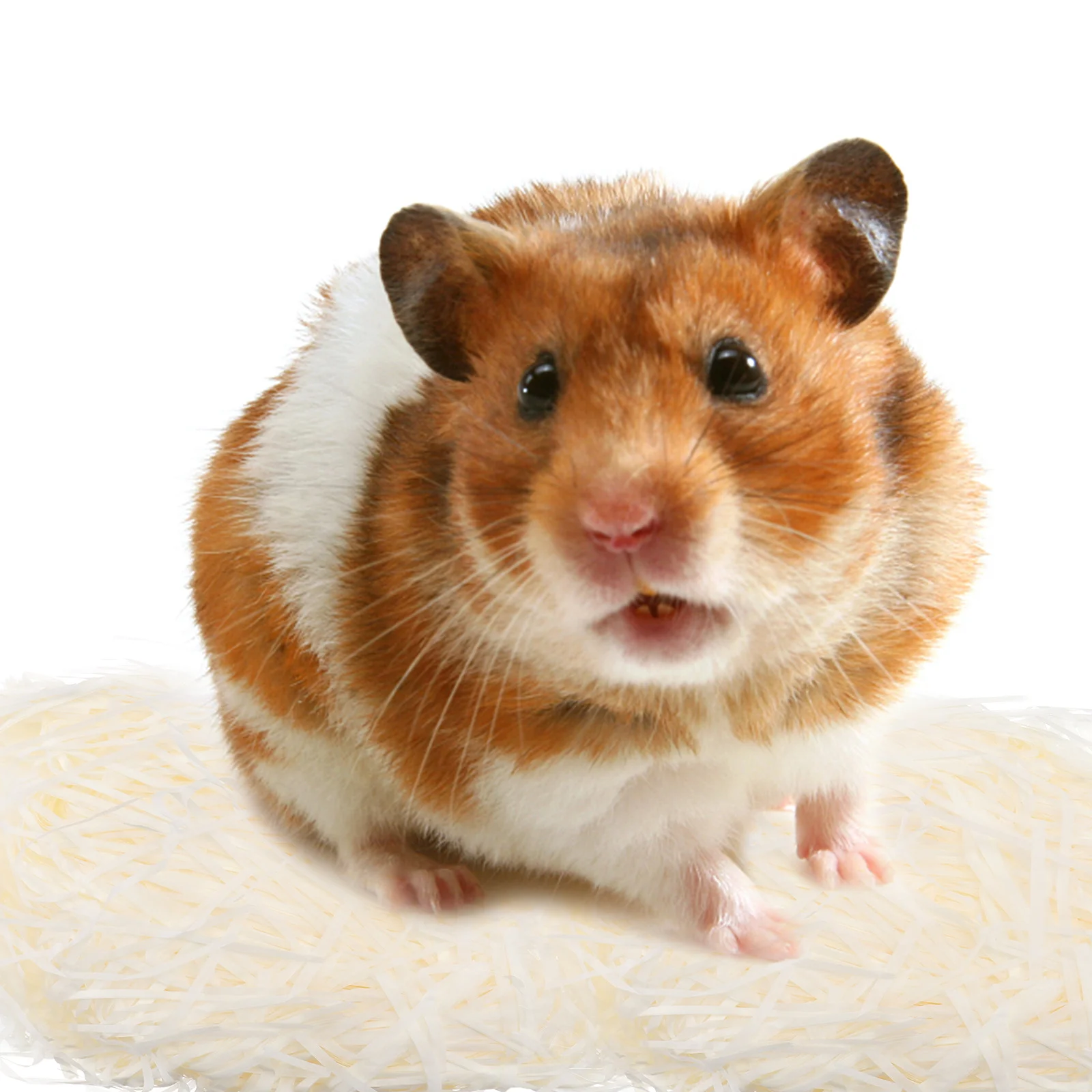 

2 Packs Colored Pet Paper Scrap Bedding Soft Absorbent Hamster Paper Shavings Nest Material Suitable for Guinea Pig Rabbit