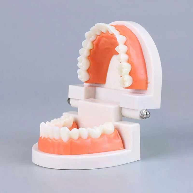 

1PCS Adult Standard Typodont Demonstration Denture Model Standard Teeth Model Compatible Kids Dental Teachig Clean Display