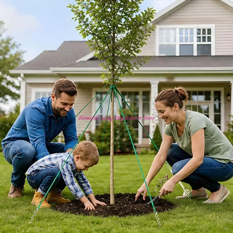 Yard Tree Stabilizing with Ground Stakes and Support Straps
