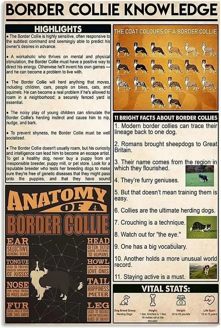 Border Collie Knowledge Vintage Aluminum Posters Highlights Anatomy Metal Signs Room Decor Science Education Farm Club Wall Deco