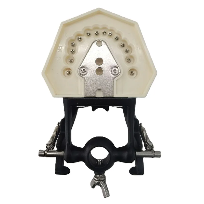 Human Dental Practice Model Detachable Teeth Model with Silicone Gum