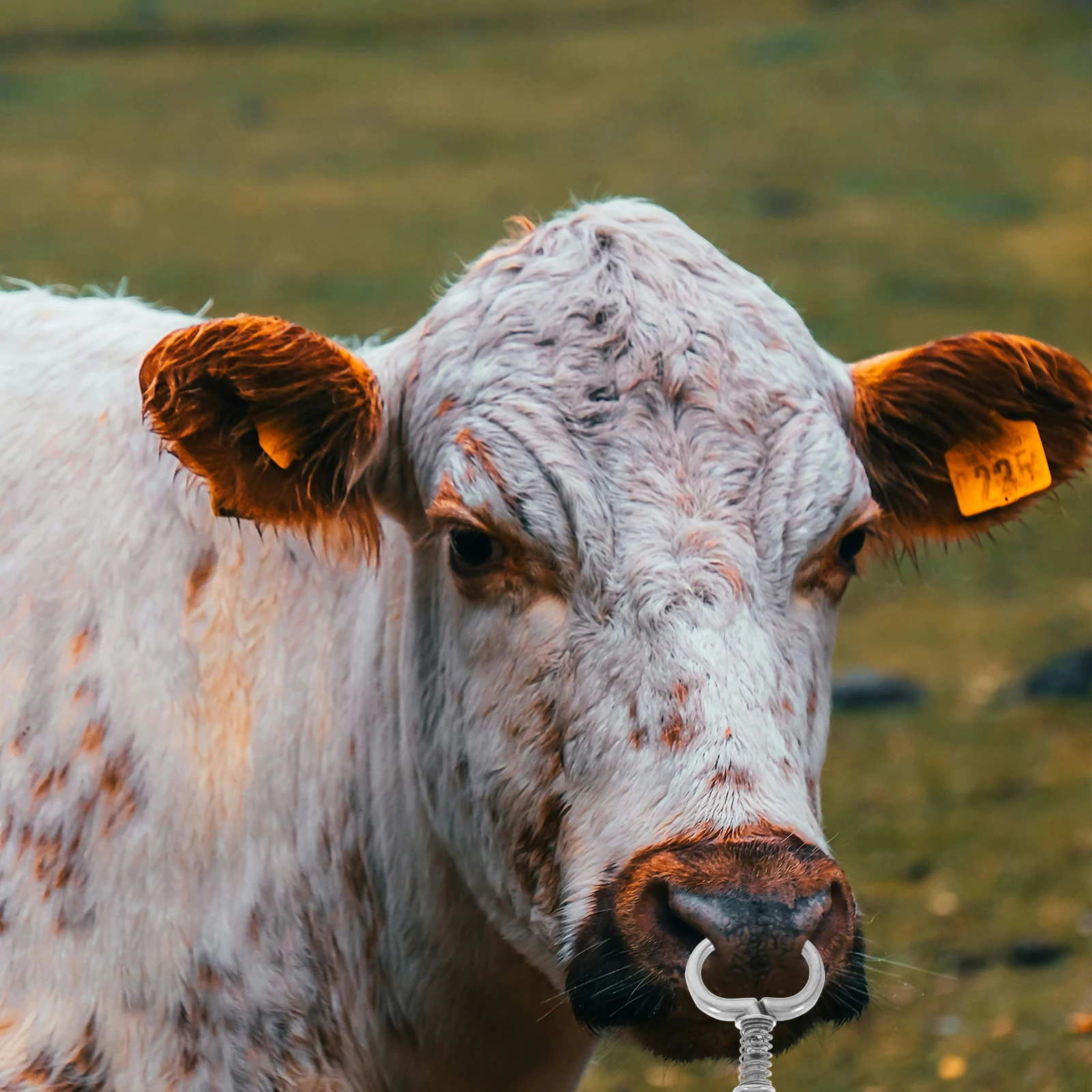 Рисунок 5 - Кольцо в носу быка