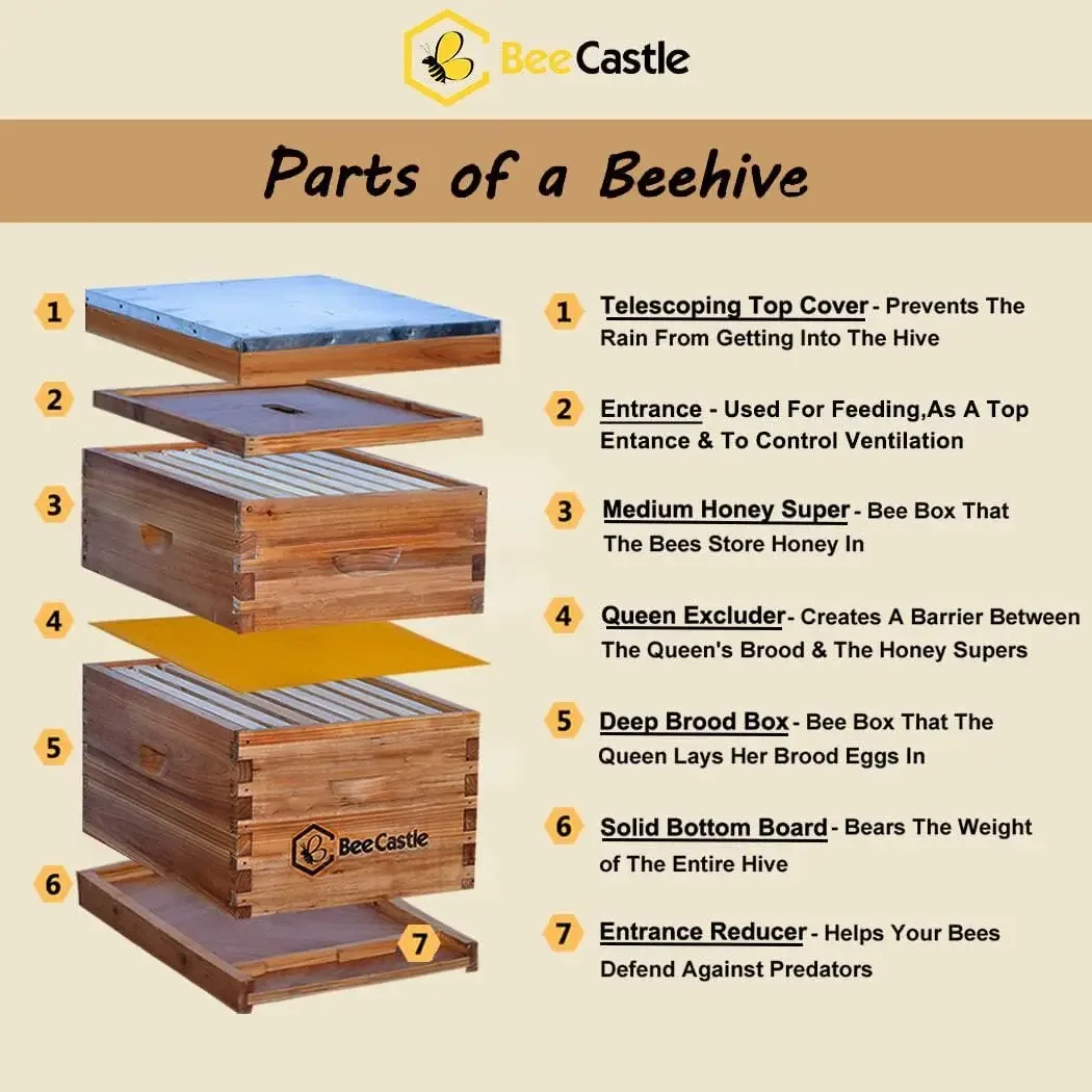 8 Frame Langstroth Bee Hive Coated with 100% Beeswax Includes Beehive Frames and Waxed Foundations (1 Deep Box & 1 Medium Box)