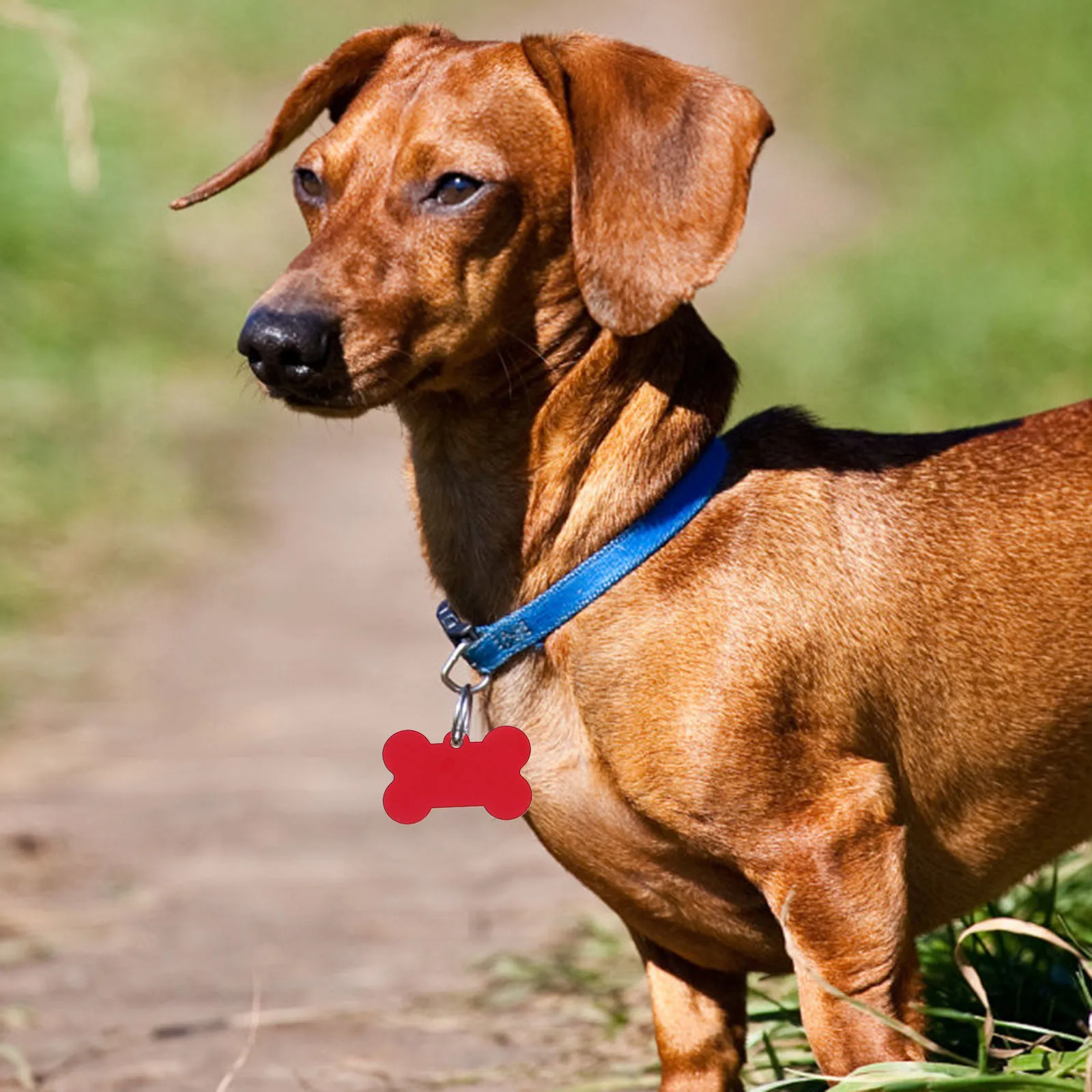 

50Pcs Blank Dog Tags Metal Alloy Pet Id Tag Light Weight for Dogs Cats Name Engraved Collar Decoration Accessory