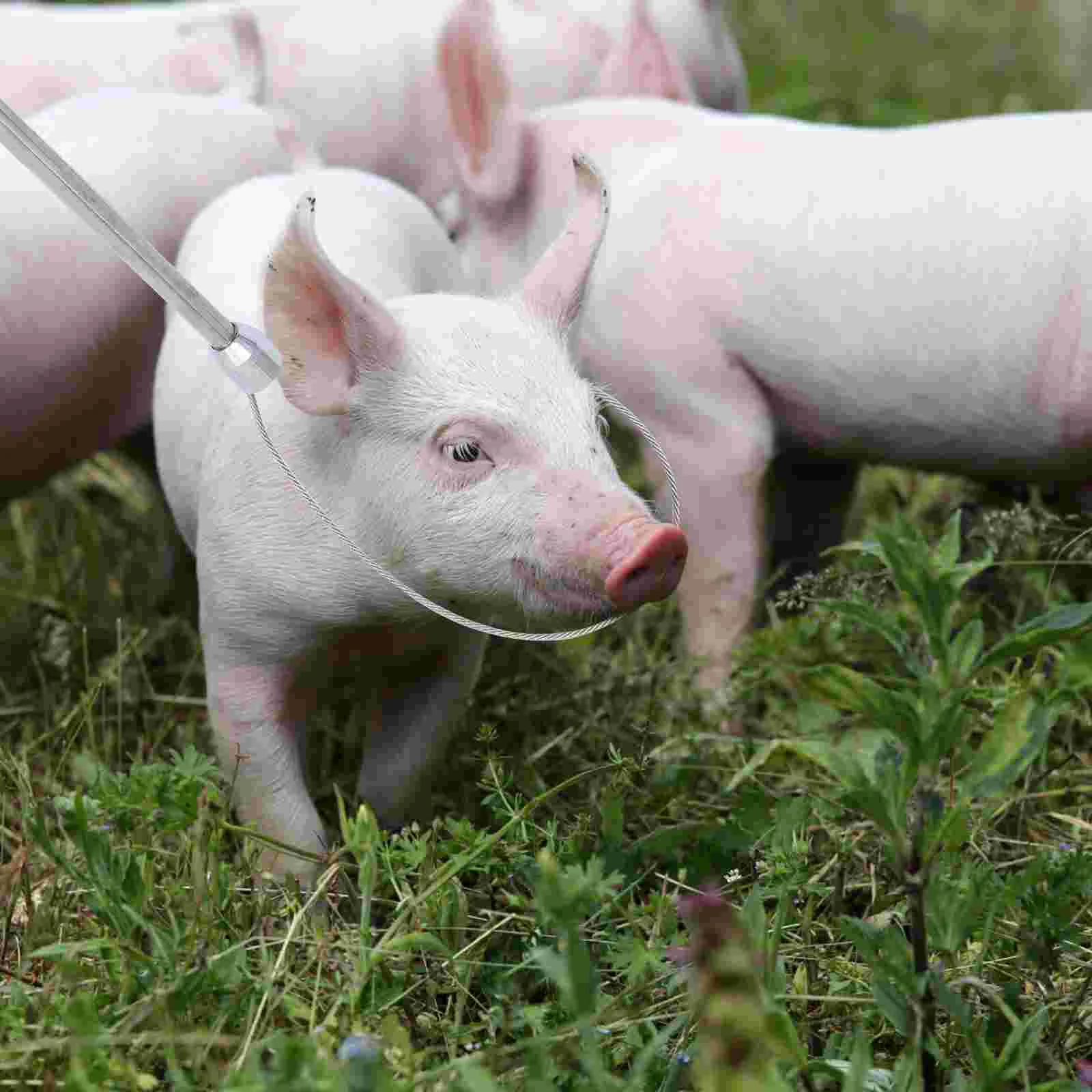 Conjunto de porcos para fazenda de animais, armadilha para agricultura, coletor de snare, espremedor, acessórios de aço inoxidável