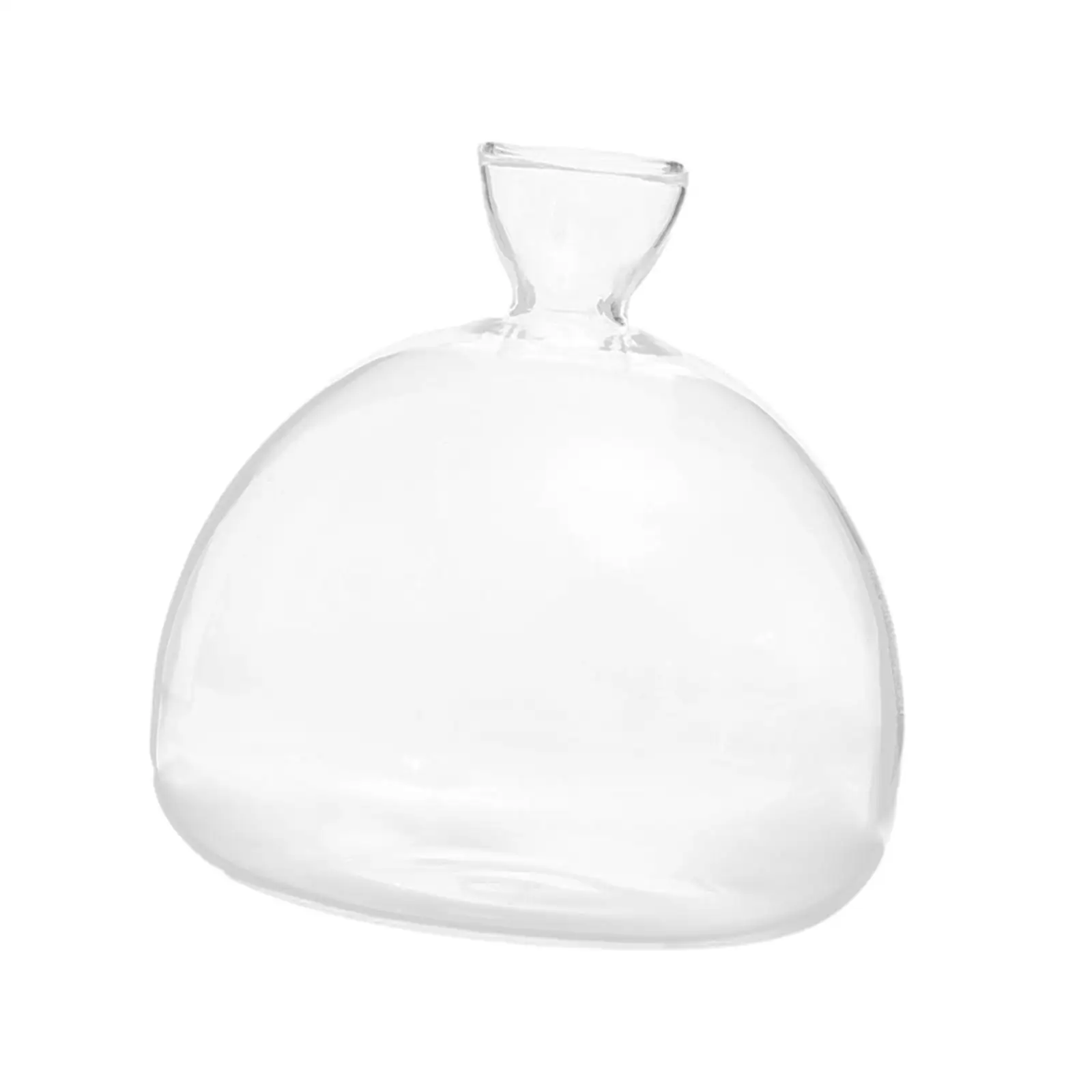 Avocado Seed Starter Vase Glass Seed Growing Kit for Office Desk Accessory