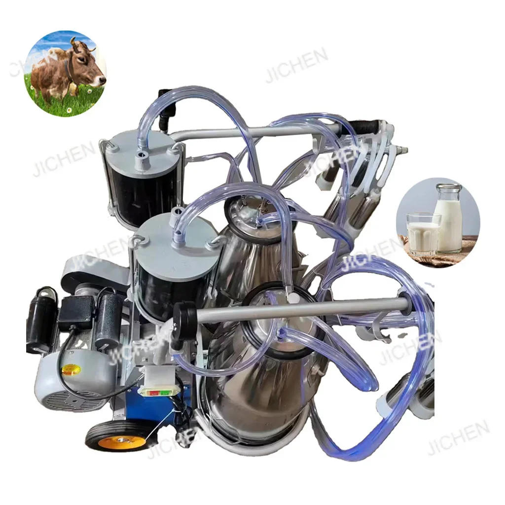 Zq Two Cows/Time Au…