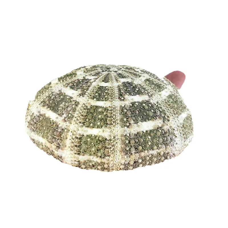 Manufacturer Wholesale Natural Shell Conch Handicraft Series, Multiple Styles and Sizes of Sea Urchin Shell Creative Home Decora