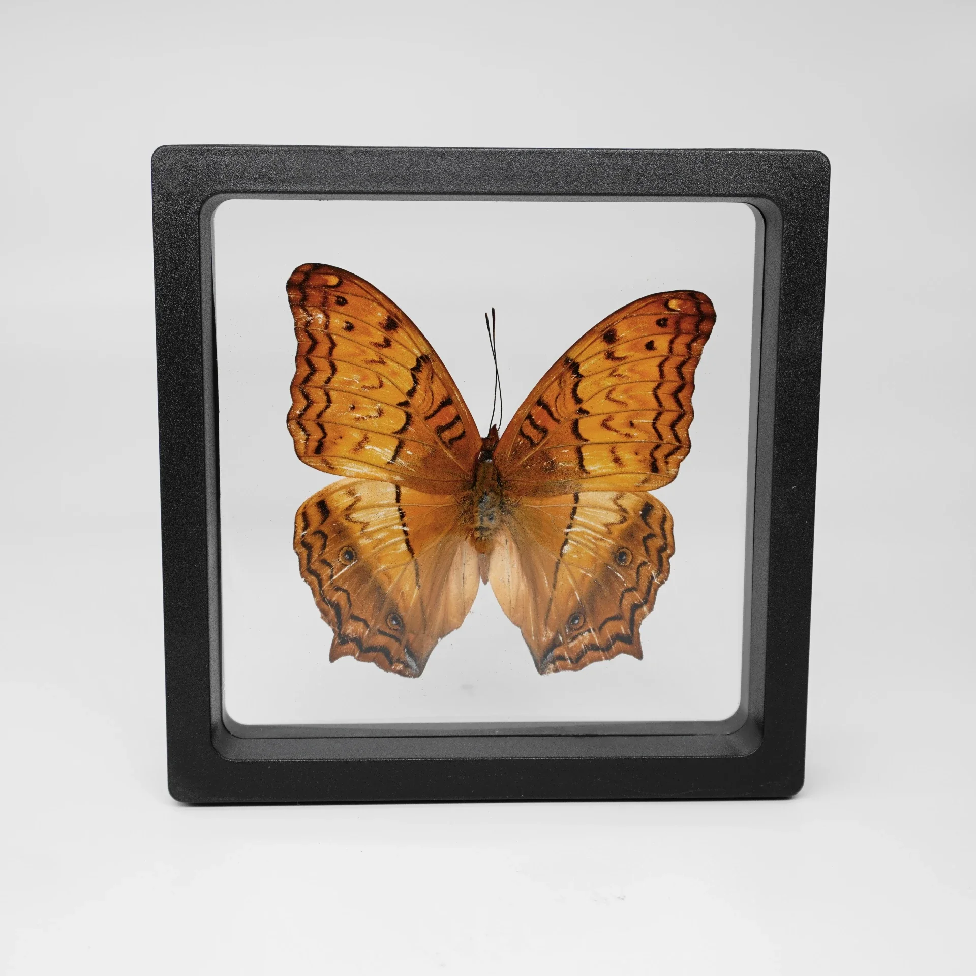 2 Stuks 40 Soorten Echte Vlinder Exemplaren Fotolijst Kantoor Thuis Desktop Boekenplank Ornamenten Zoekcollectie Display Cadeau