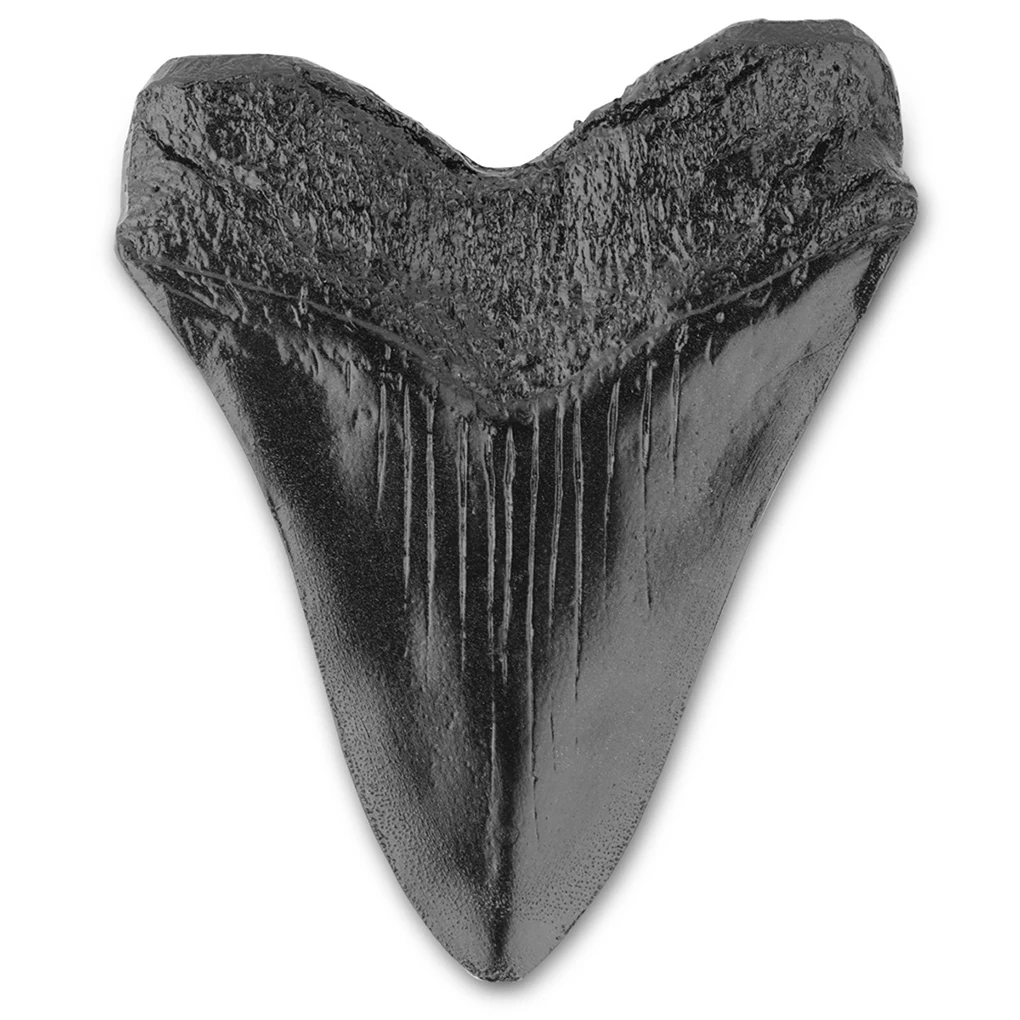 Resin Shark Teeth Model Replicas Home Decoration Giant Megalodon Tooth Marine Bology Teaching Props Shark Teeth for Kids Childs