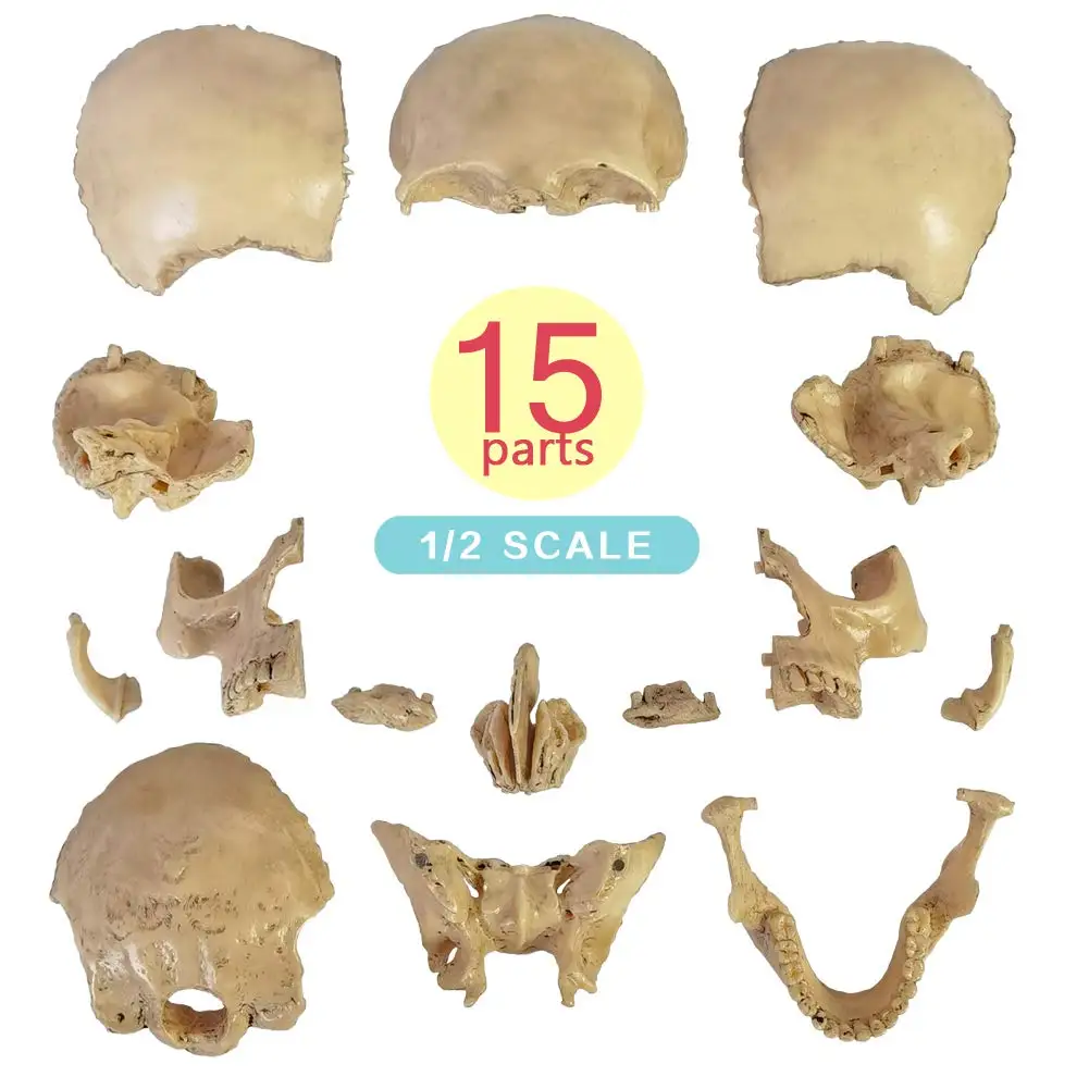 Palm-Sized 15 Parts Human Skull Model Anatomical Exploded View for Anatomy Study, Education & Teaching Demonstration with Manual