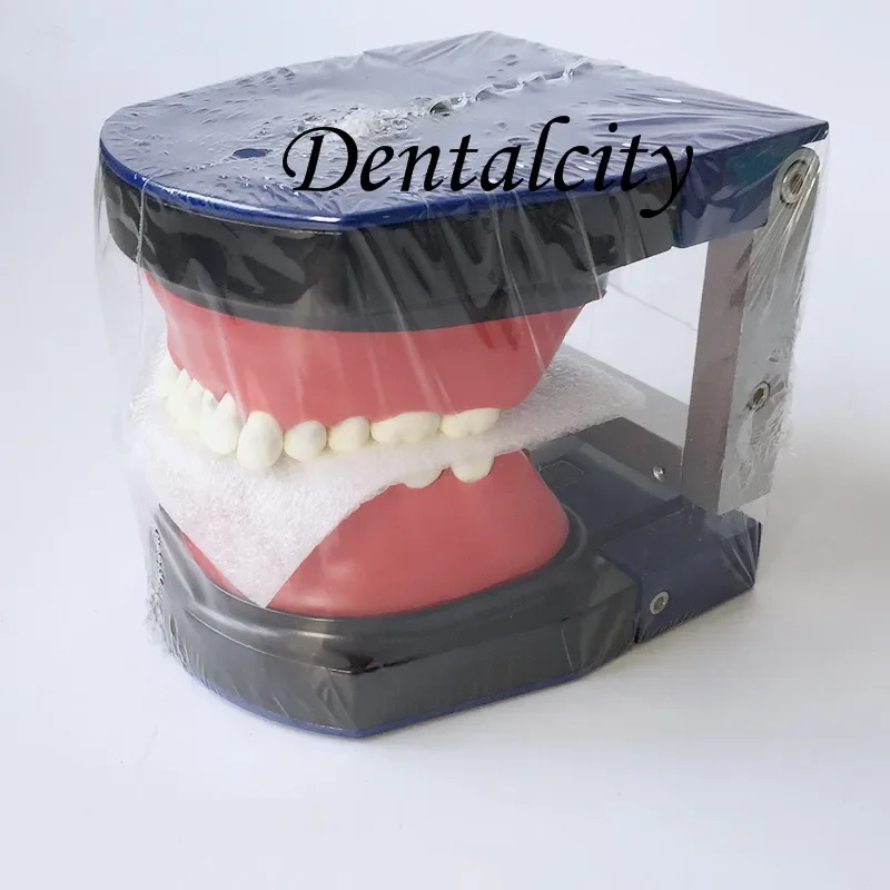 Dental  M8017 Typodont Teeth Model/Orthodontic SteelTeeth Model