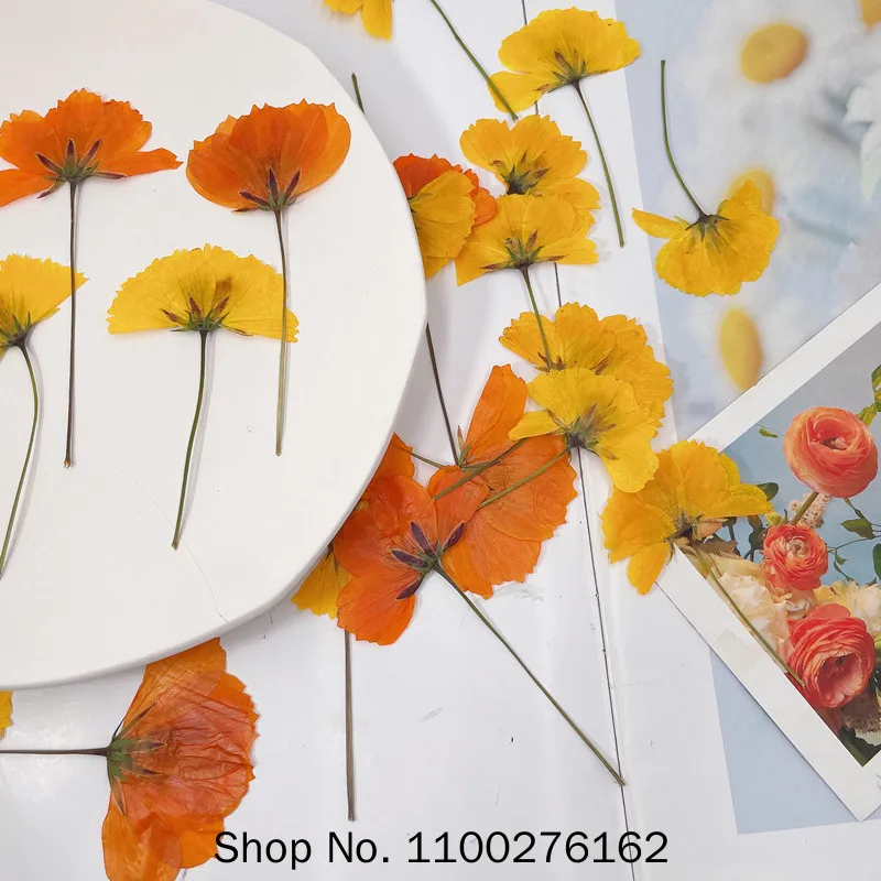 

240pcs Side Pressed Dried Cosmos Sulphureus Cav. Flower Plant Herbarium For Jewelry Postcard Phone Case Bookmark Craft DIY