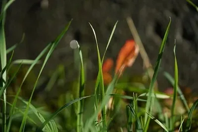 

Комплект из 4 металлических колес с бедлоками и шинами 40 мм (0,7 дюйма) для радиоуправляемых краулеров 1/30 SCX30 Ascent-32, запчасти и аксессуары для тюнинга