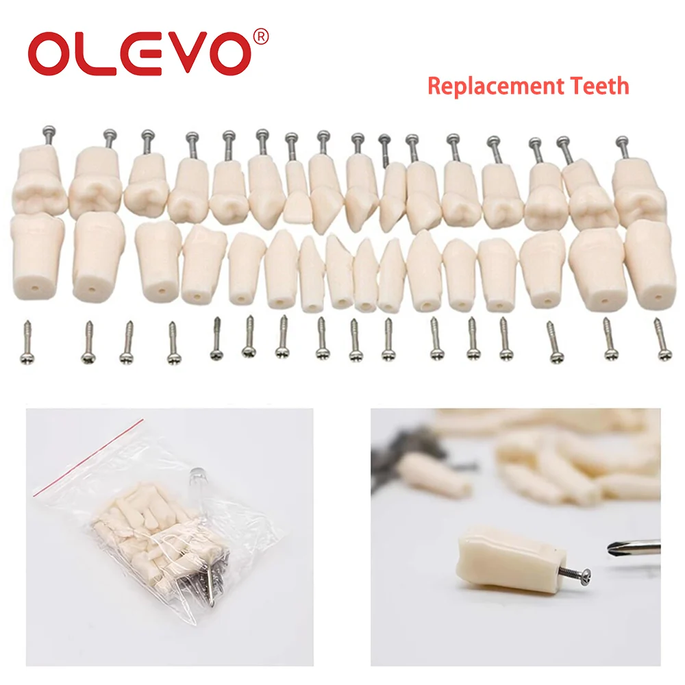 OLEVO-dientes atornillados de repuesto para odontología, modelo Typodont, adecuado para entrenamiento de odontología, tipo 200/500, 28/32 piezas