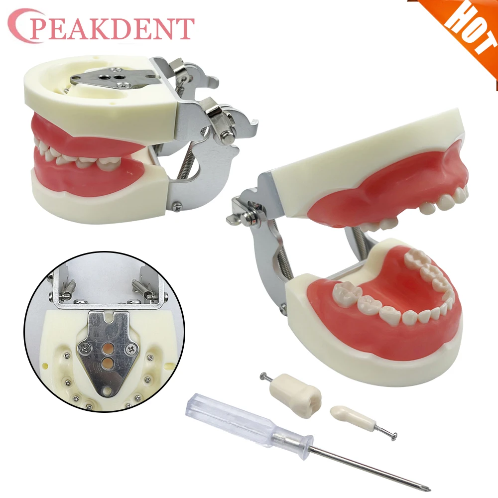 Thumbnail 3 - #29 Ranked Dental Teaching Models Picks in 2026