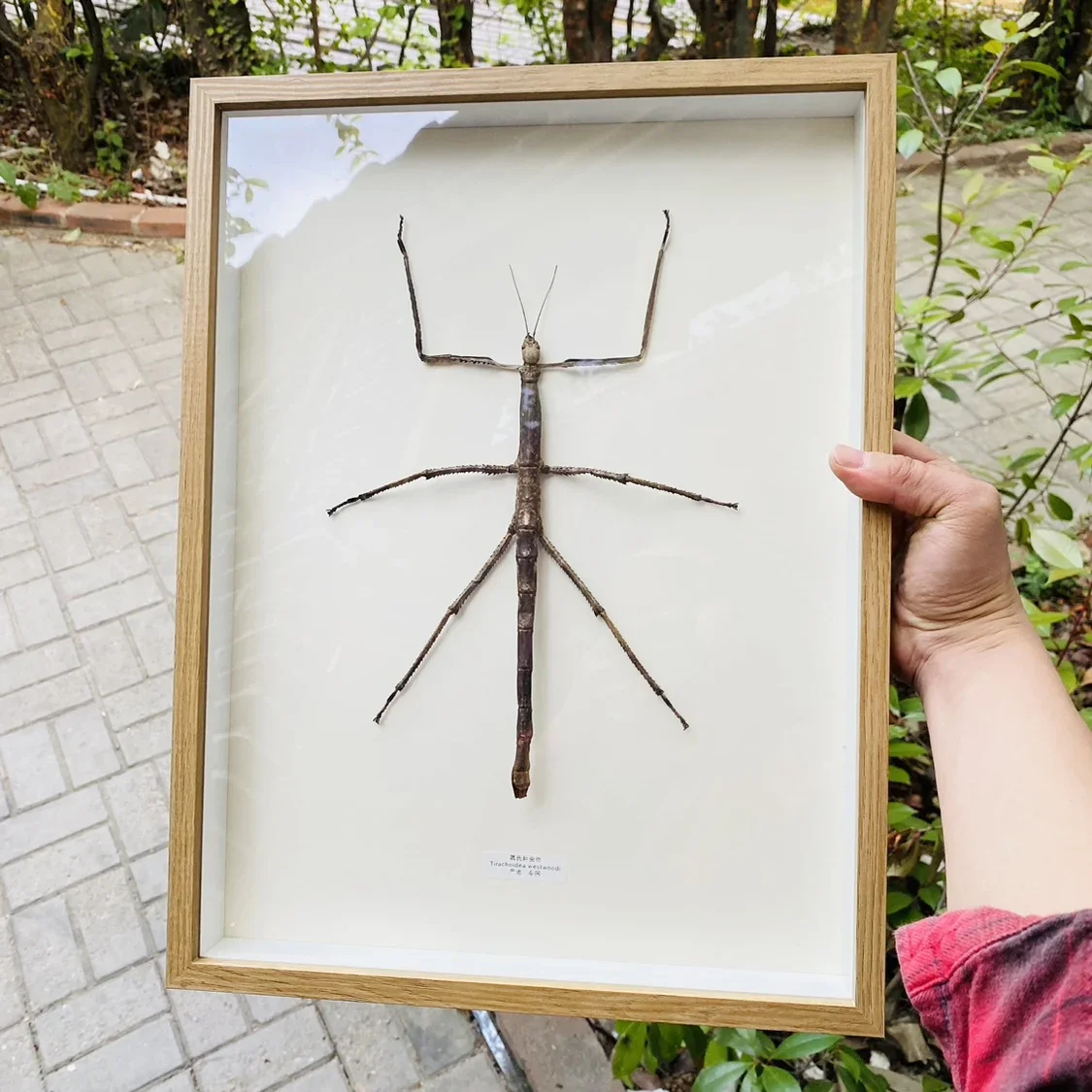 

Thai Giant Mimic Bamboo Stick Insect Specimen Decoration Real Insect Display Research Photography Taxidermy